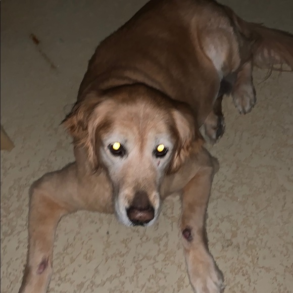 Meet your Posher, Mitchell - Picture 1 of 1